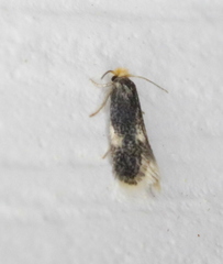 Ectoedemia similella