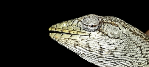 Brazilian Monkey Lizard