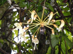 Mucuna globulifera
