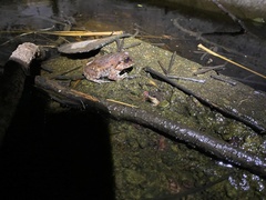 Sphaerotheca dobsonii