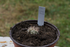 Acanthocalycium thionanthum