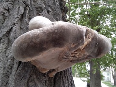 Phellinus populicola