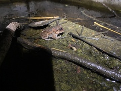 Sphaerotheca dobsonii