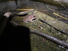 Sphaerotheca dobsonii