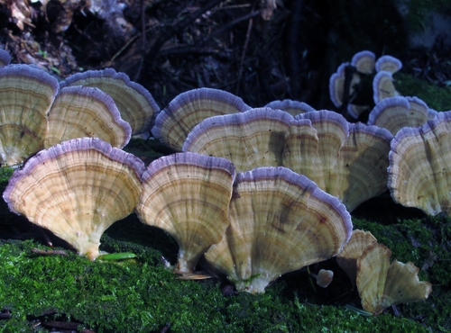 violet-toothed polypore (Trichaptum biforme)
