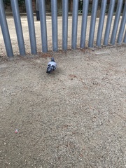 Columba livia