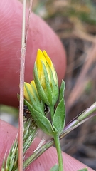 Blackstonia perfoliata
