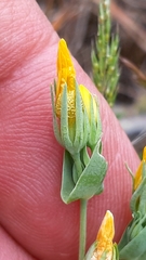 Blackstonia perfoliata