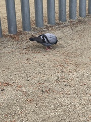 Columba livia