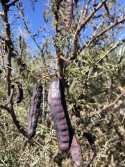 Vachellia astringens