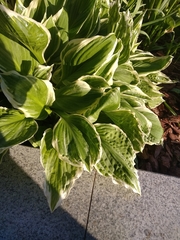 Hosta undulata