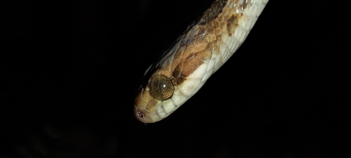 Paraiba Cat-eyed Snake