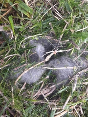 Sylvilagus floridanus