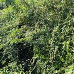 Pereskia