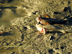 Periophthalmus chrysospilos