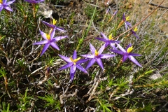 Calectasia