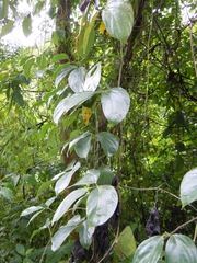 Mucuna globulifera