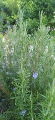 Salvia rosmarinus