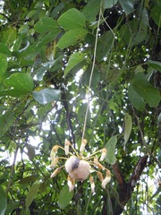 Mucuna globulifera