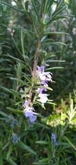 Salvia rosmarinus