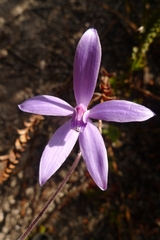 Cyanicula sericea