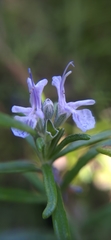 Salvia rosmarinus