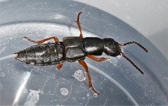 Dinothenarus badipes