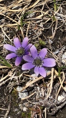 Pulsatilla multiceps