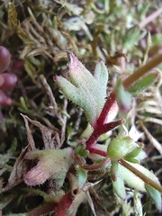 Saxifraga tridactylites