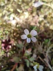Saxifraga tridactylites