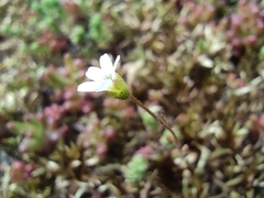 Saxifraga tridactylites