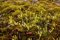 Phylloglossum drummondii