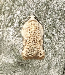 Acleris subnivana