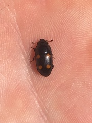 Glischrochilus obtusus