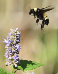 Bombus pensylvanicus image