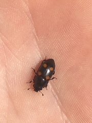 Glischrochilus obtusus