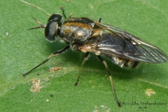 Adoxomyia heminopla