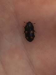 Glischrochilus obtusus