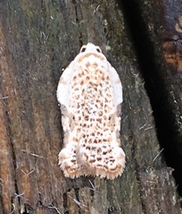 Acleris subnivana