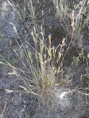 Festuca muralis