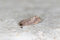 Acrolophus texanella