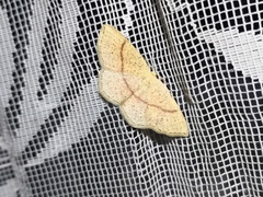 Cyclophora quercimontaria
