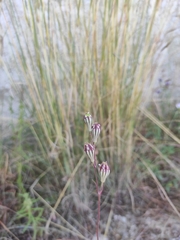 Silene secundiflora