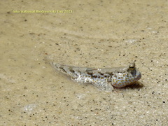 Periophthalmus chrysospilos