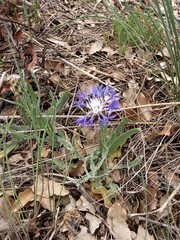 Centaurea graminifolia