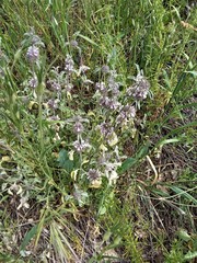 Marrubium supinum