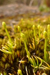 Phylloglossum drummondii