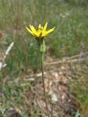 Scorzonera laciniata