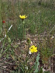 Scorzonera laciniata