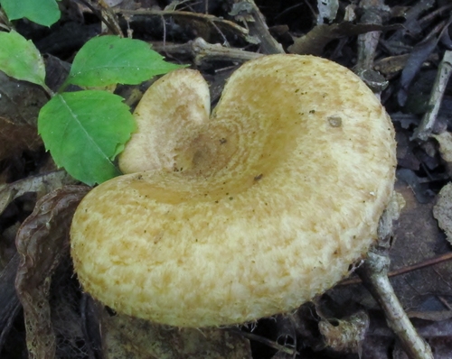 Lactarius romagnesii image